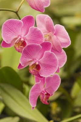 Cesta Planta Haití, Cesta de Plantas, Plantas de Decoración, Plantas para Regalar, Floristería de Murcia, Comprar Flores Online
