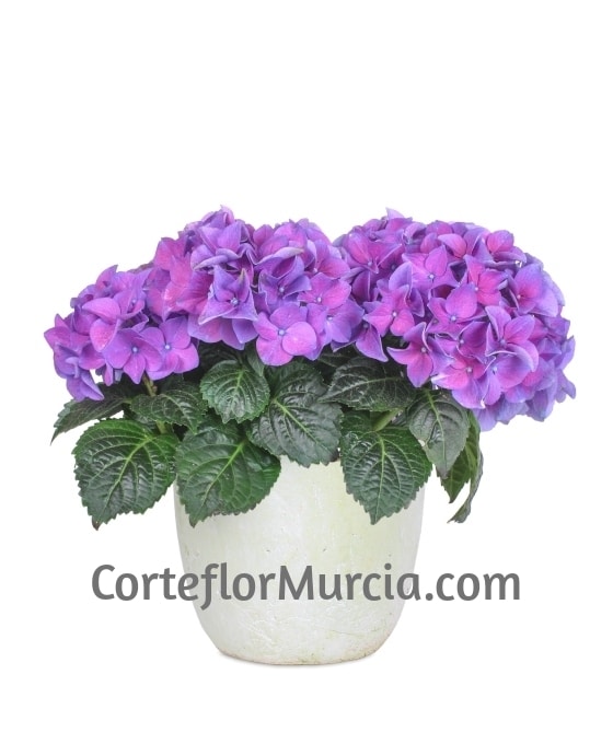 Planta Hortensia