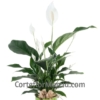 Planta Spathiphyllum