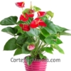 Planta de Anthurium