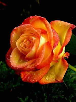 Centro de Flores a Domicilio, Floristería de Murcia, Regalar Centros de Flores en Murcia, Regalar Flores para Murcia, Enviar Flores de Regalo
