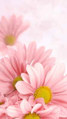 Comprar Centro de Flores Online, Floristería de Murcia, Flores y Cestas de Frutas para Regalar, Regalar Flores en Murcia, Enviar Flores en Murcia