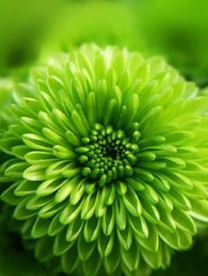 Centro Flores Trípoli, Centro de Flores de Regalo, Envío de Flores, Flores para Regalar a Empresas, Flores para Nacimiento
