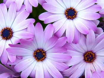 Ramo Flores Grecia, Floristería Online, Ramos de Regalo, Floristas Profesionales, Enviar Flores Urgentes, Comprar Flores en Murcia