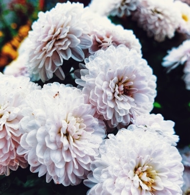 Centro Lágrima tonos Blancos, Enviar Flores Blancas al Tanatorio, Flores para Difuntos, Floristería en Murcia, Comprar Flores Online