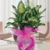 Planta Dieffenbachia