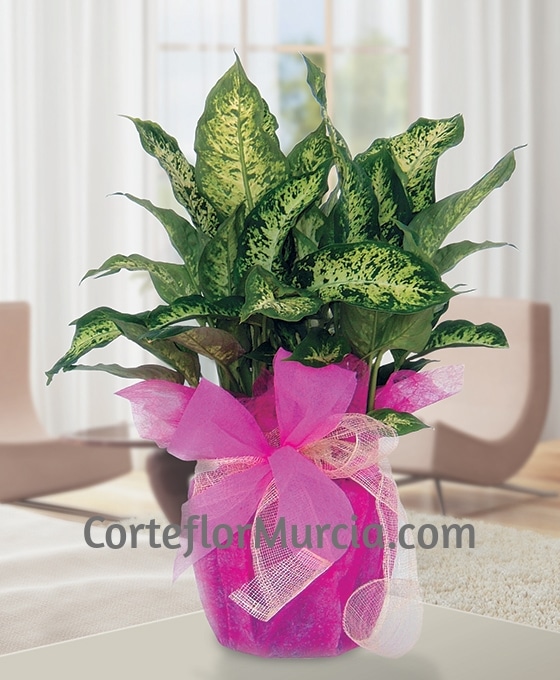 Planta Dieffenbachia