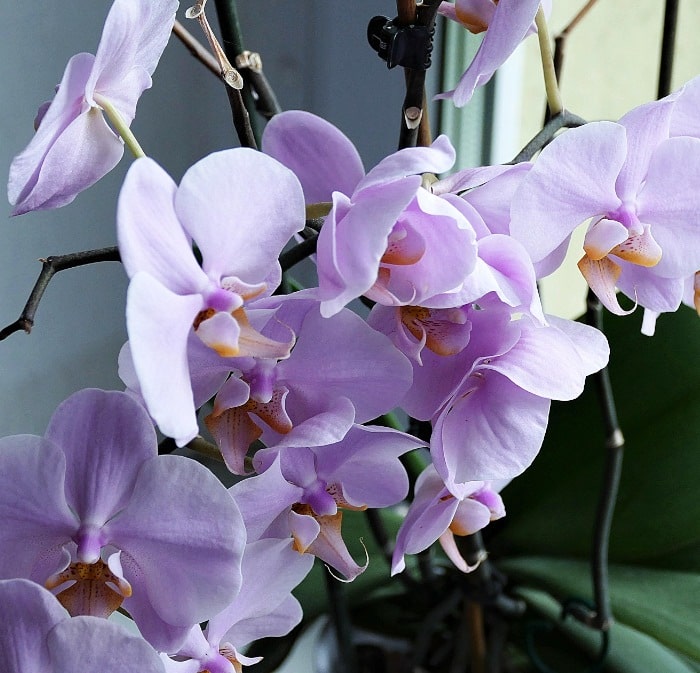 plantas de orquideas