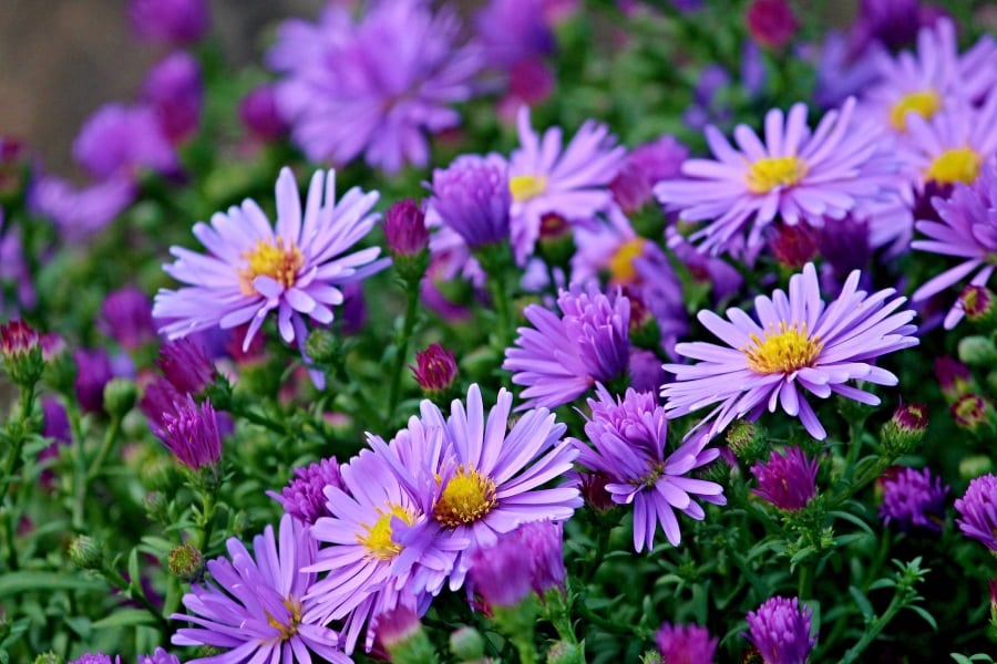 Flores Día de la Mujer