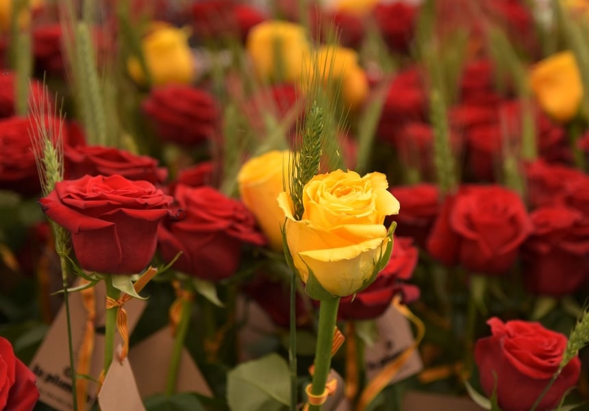 Flores para san Jordi