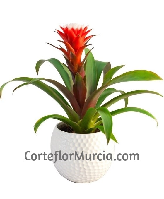 Planta Guzmania con cerámica