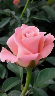 Ramo Funerario 7 Rosas Rosadas, Rosas para el Tanatorio, Ramo de Flores para dar Condolencias, Ramos Funerarios para Murcia, Flores para Difuntos