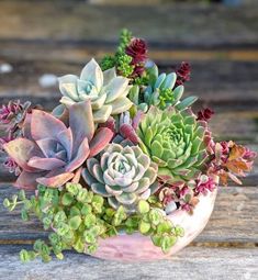Planta Dieffenbachia, Planta de Regalo, Planta Ornamental, Planta de Cuidados Sencillos, Floristería Online, Mandala Floristas