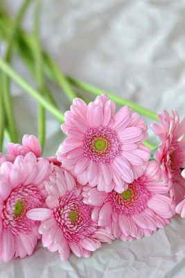 Comprar Flores Online, Ramos de Flores para Murcia, Flores para Regalar, Flores para Murcia, Envíos Florales Urgentes a Murcia, Floristería en Murcia
