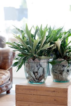 Planta Dieffenbachia, Planta de Regalo, Planta Ornamental, Planta de Cuidados Sencillos, Floristería Online, Mandala Floristas