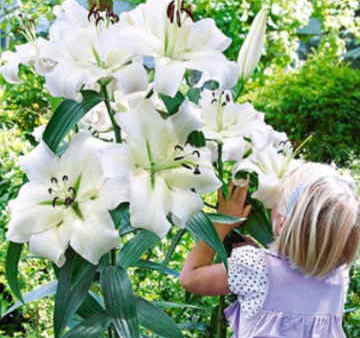 Ramos Flores Finlandia, Floristería Online, Arreglos Florales, Ramos de Flores para Regalar, Flores Blancas, Comprar Flores, Flores en Murcia