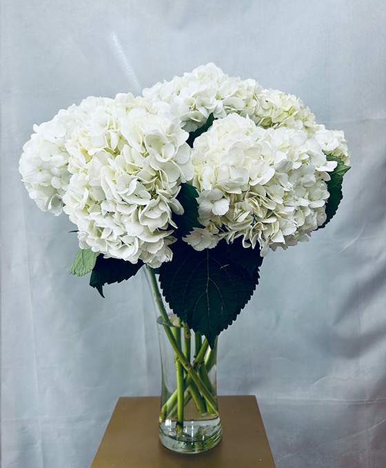 Ramo Hortensias Blancas